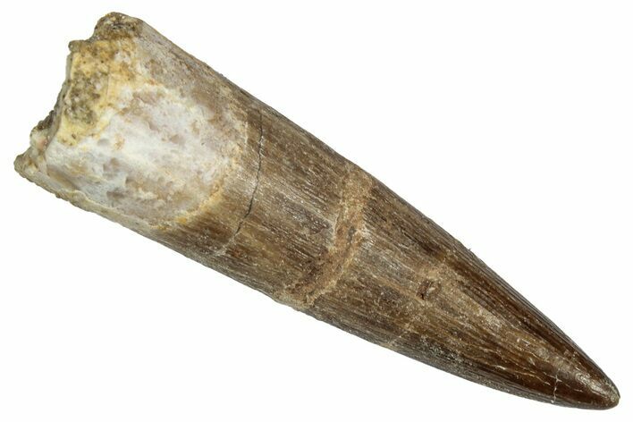 Fossil Plesiosaur (Zarafasaura) Tooth - Morocco #344243